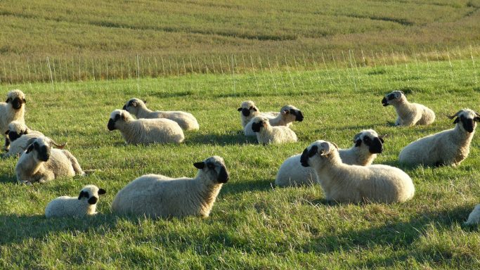 Landwirtschaft Schafe auf der Wiese